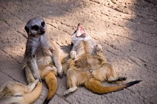 Nombre:  laughing+animals.jpg
Visitas: 456
Tamao: 39,4 KB