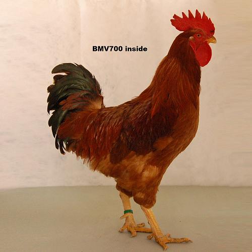 BMV 700 ayuda con gallinas AH-gallo.jpg