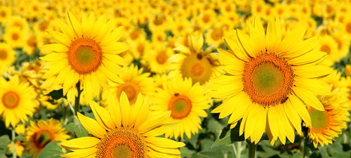 Foto de girasoles